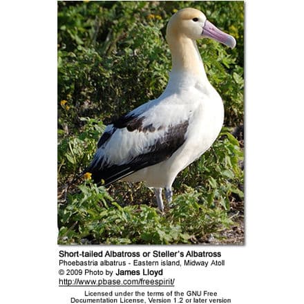 Short-tailed Albatross or Steller's Albatross, Phoebastria albatrus