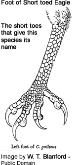 Foot of Circaetus gallicus (Short toed Eagle)
