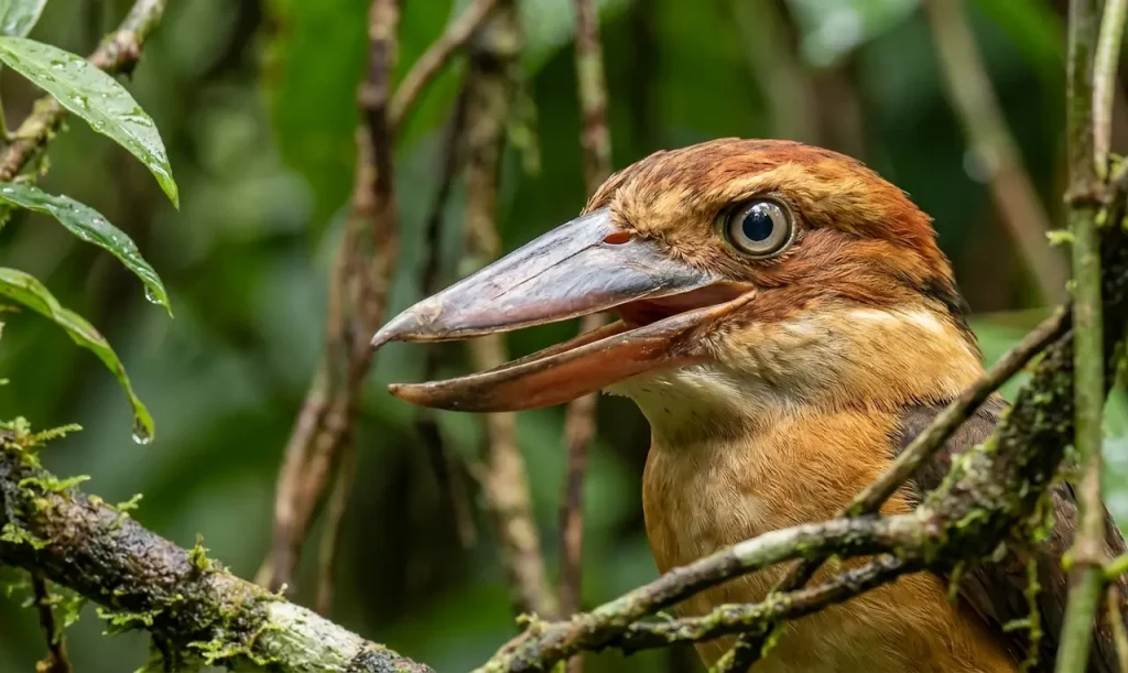 Shovel-billed Kingfishers (Clytoceyx rex)