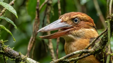 Shovel-billed Kingfishers (Clytoceyx rex)