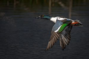 Shovelers or Northern Shovelers (Spatula Clypeata) In Flight