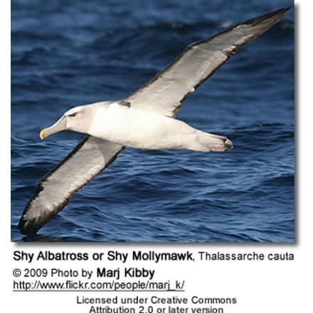 Shy Albatross or Shy Mollymawk, Thalassarche cauta