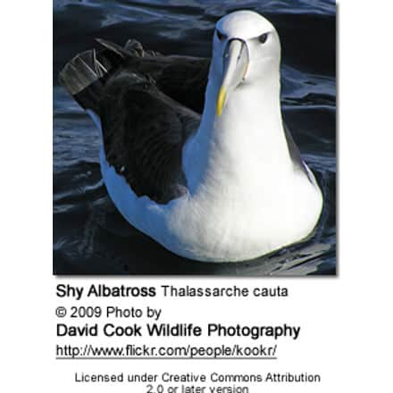 Shy Albatross