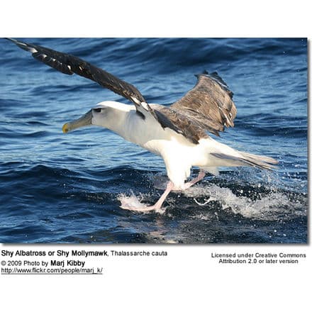Shy Albatross or Shy Mollymawk, Thalassarche cauta