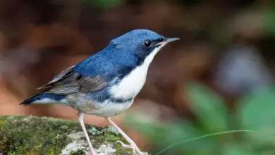 Siberian Blue Robin Perched On A Stone