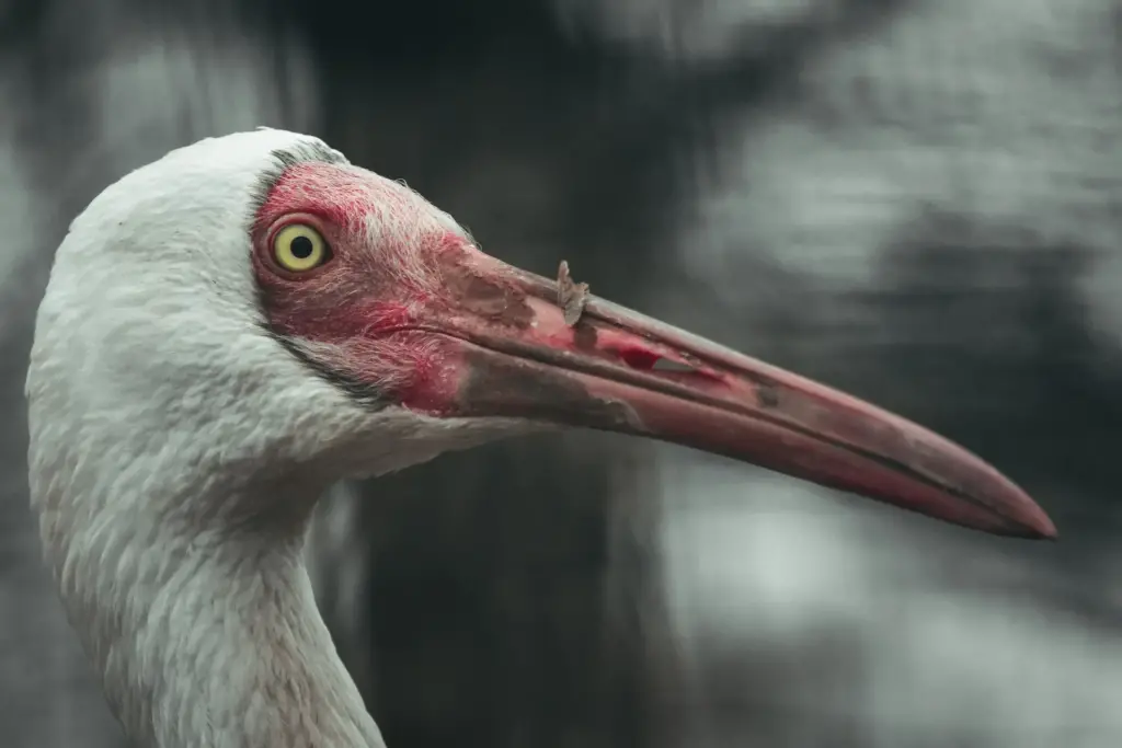 A Close Up of Siberian Crane
