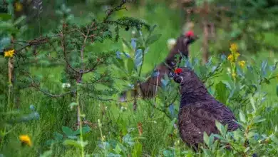 Two Siberian Grouse in Grassy Field