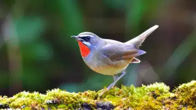 Siberian Rubythroats