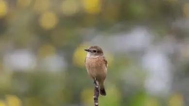 Siberian Stonechats on a Branch