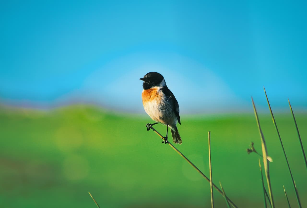 The Siberian Stonechats Perched In The Thorn