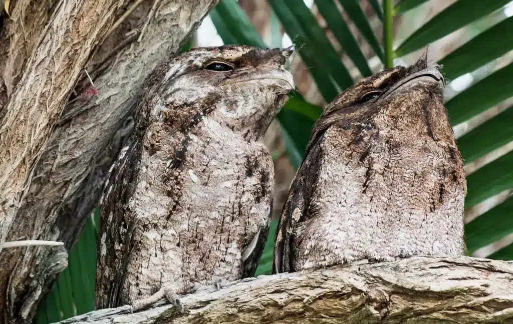 The Two Sickle-winged Nightjar Resting On The Tree