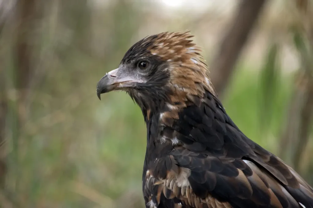 Side View of a Black-breasted Buzzard