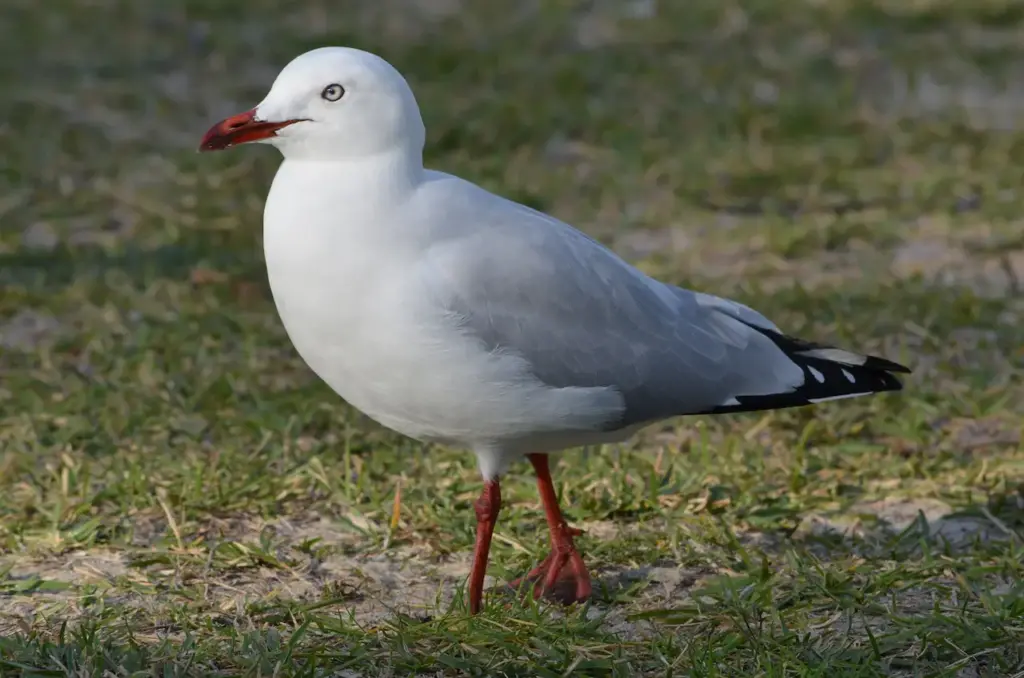 Silver Gull Standing on the Grass 