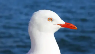 Closeup Image of a Gull Silver Gulls