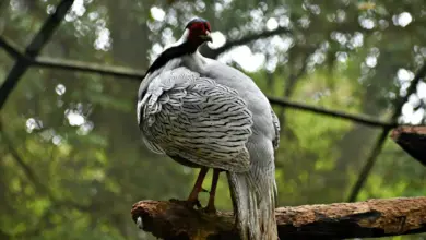 The Silver Pheasants Sat In A Woods