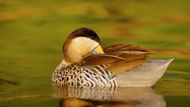 Image of Silver Teal in the Water Silver Teals