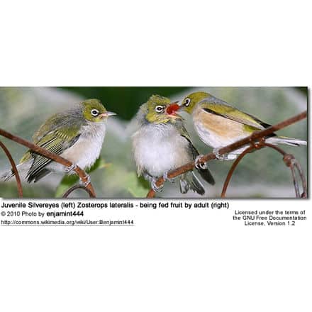 Juvenile Silvereyes (left) Zosterops lateralis - being fed fruit by adult (right)