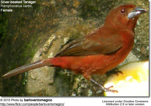 Silver-beaked Tanager, Ramphocelus carbo