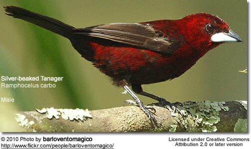 Silver-beaked Tanager, Ramphocelus carbo - male