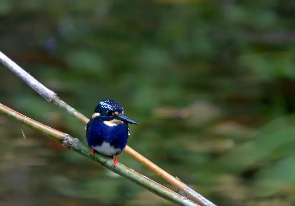 Silvery Kingfishers on a Branch