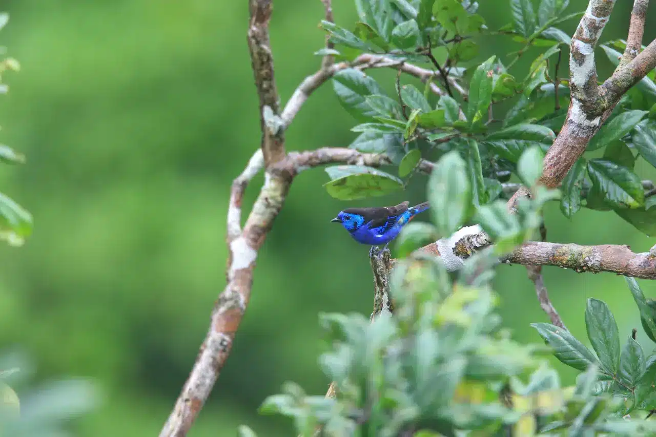 Silvery-breasted Tanager Perched on a Tree Branch