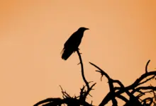 Silhouette of Sinaloan Crow