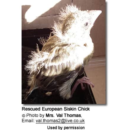 Rescued European Siskin Chick