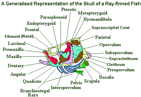 Skull Of A Ray-finned Fish