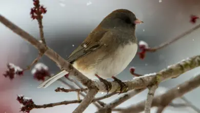 The Slate-colored Dark-eyed Juncos Perched On A Tree