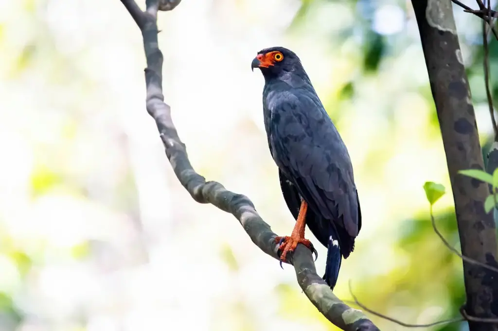 Slate-colored Hawks on a Tree Branch