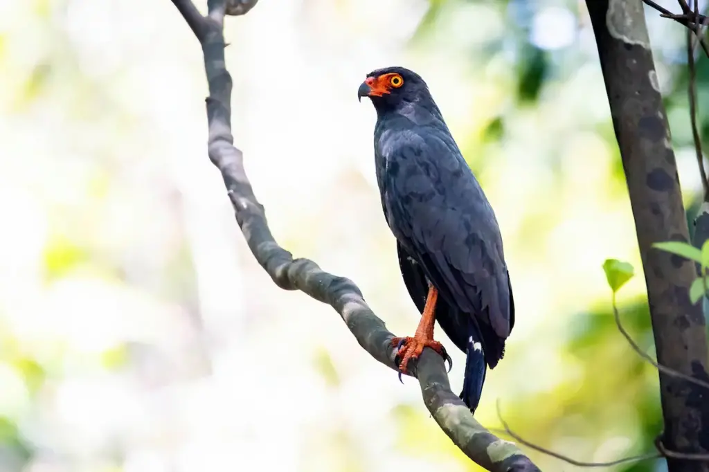 Slate-colored Hawks on a Tree 