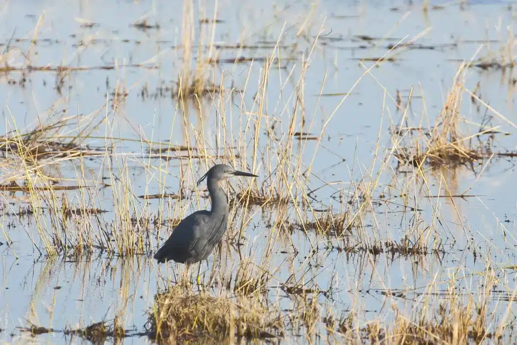 Slaty Egret Wading