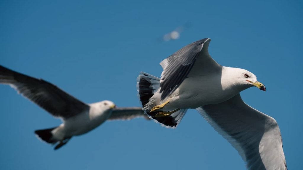 Two Slaty-backed Gulls in the Sky