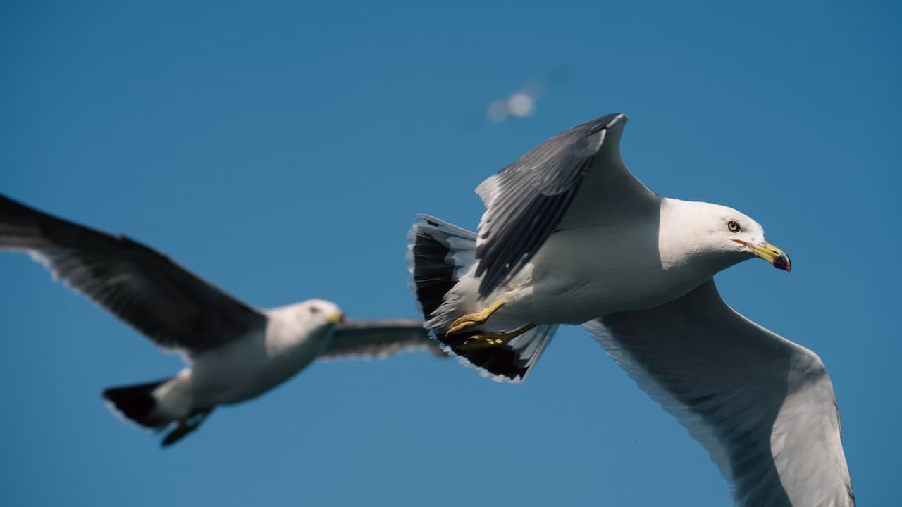 Two Gulls Flying