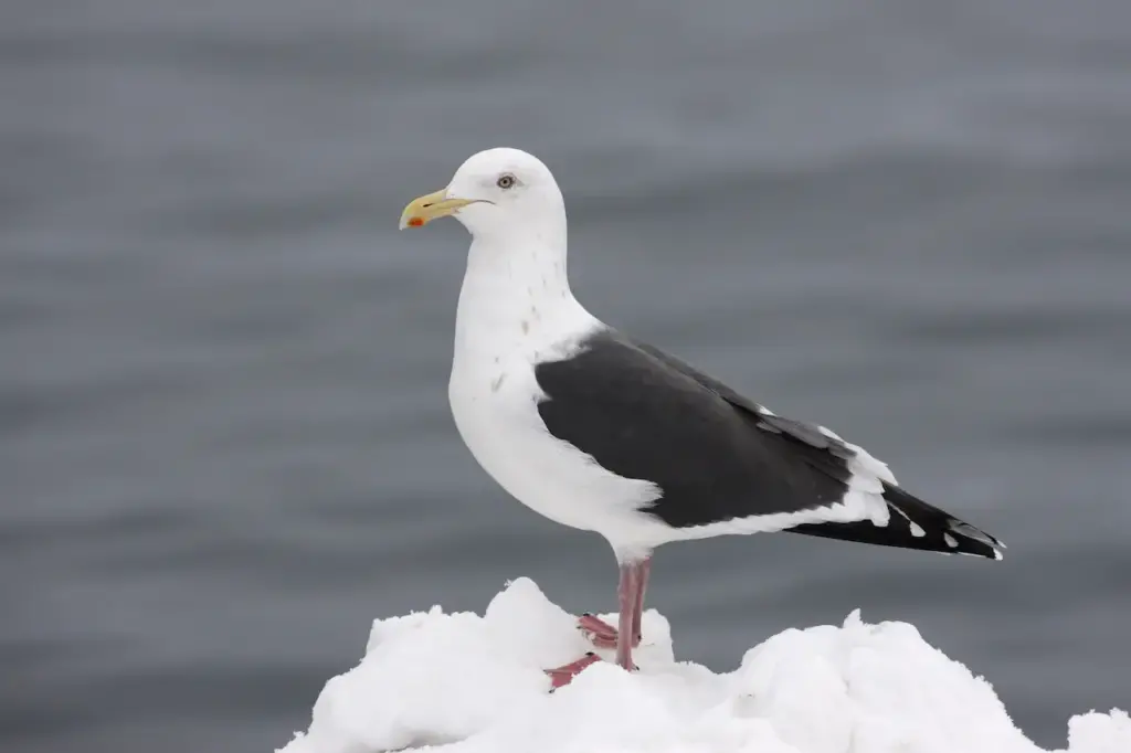 Slaty-backed Gulls on the Ice 