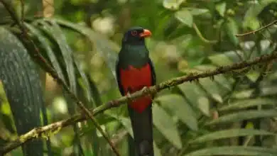 Slaty-tailed Trogons Perrched on a Tree Branch