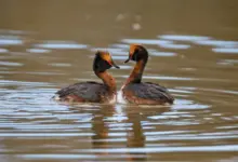 Two Slavonian Grebes on the Water
