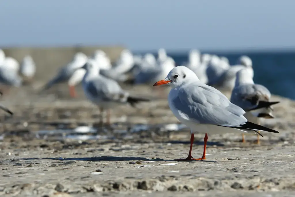 Slender-billed Gulls On the Beach