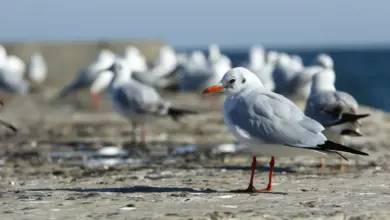 Slender-billed Gulls On the Beach