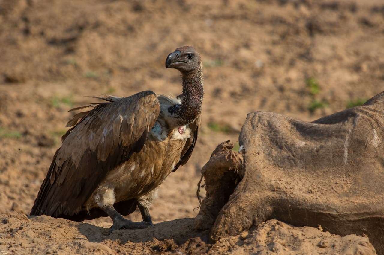 The Slender-billed Vulture Searching For Food In The Soil