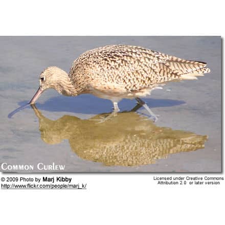 Slender-billed Curlew, Numenius tenuirostris