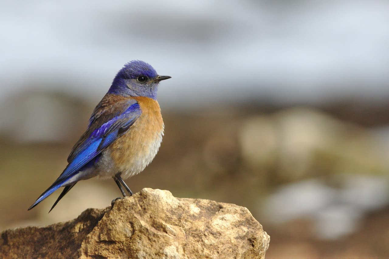 The Small Blue Birds found in the Americas