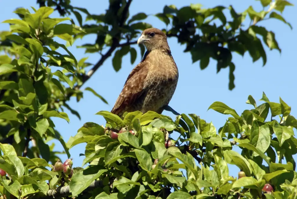 A Small Brown Falcon Perched On A Tree