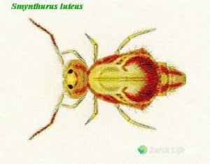 Smynthurus Luteus Collembola Pictures