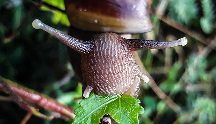 what do snails eat header