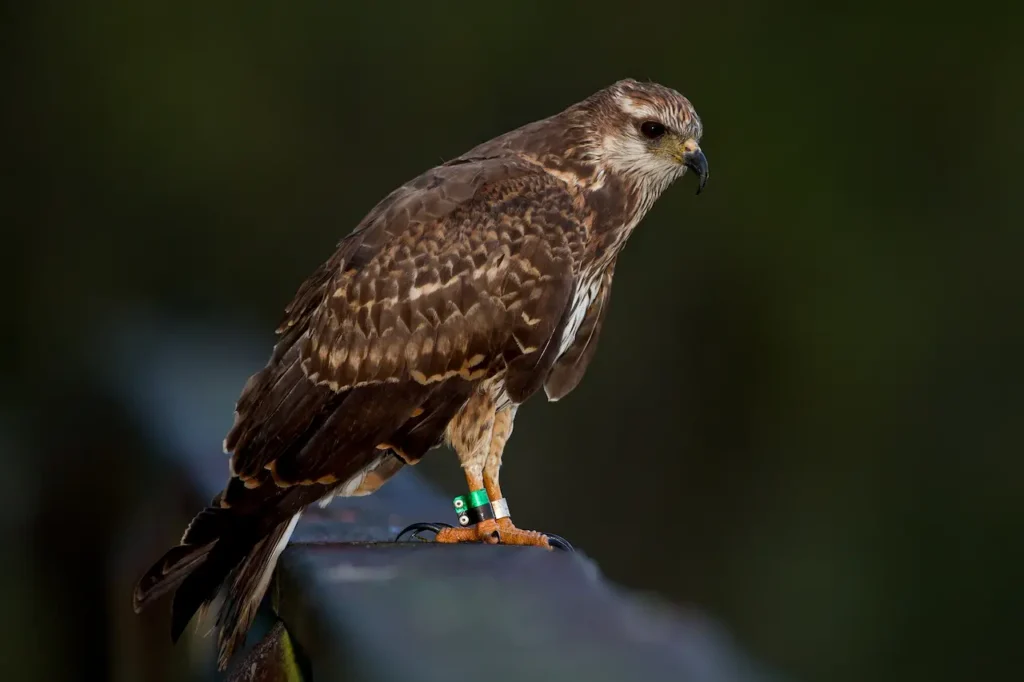 Snail Kites Resting on a Steel 