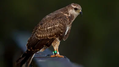Snail Kites Resting on a Steel