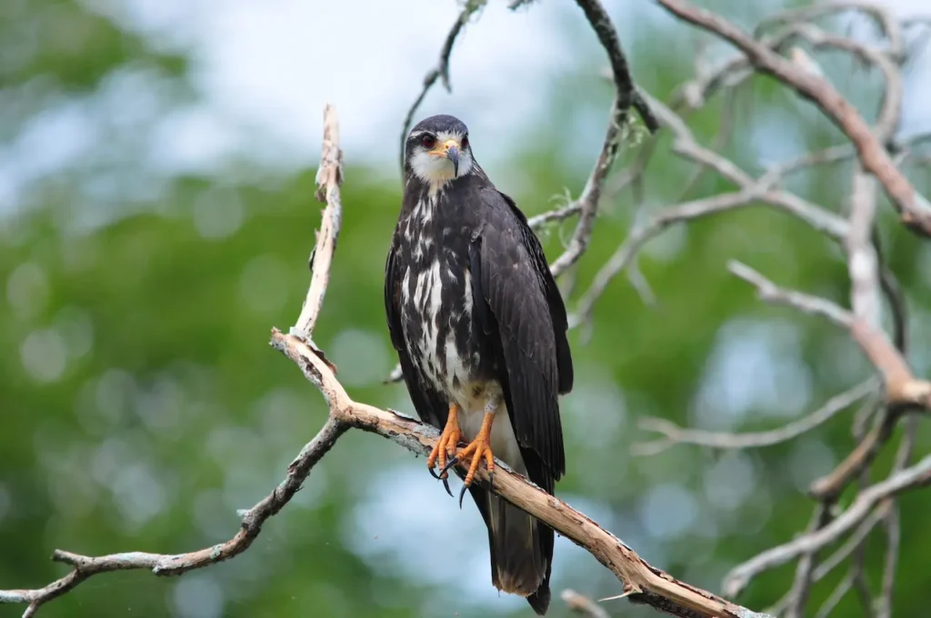 Snail Kites on a Tree Branch