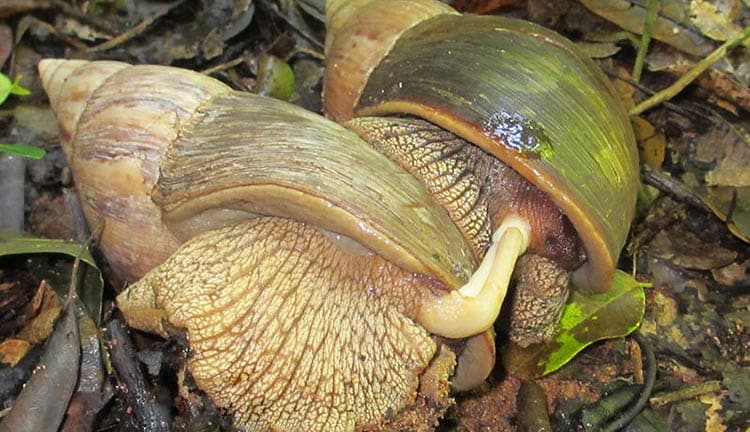Reproduction in gastropods (Mozambique land snails)