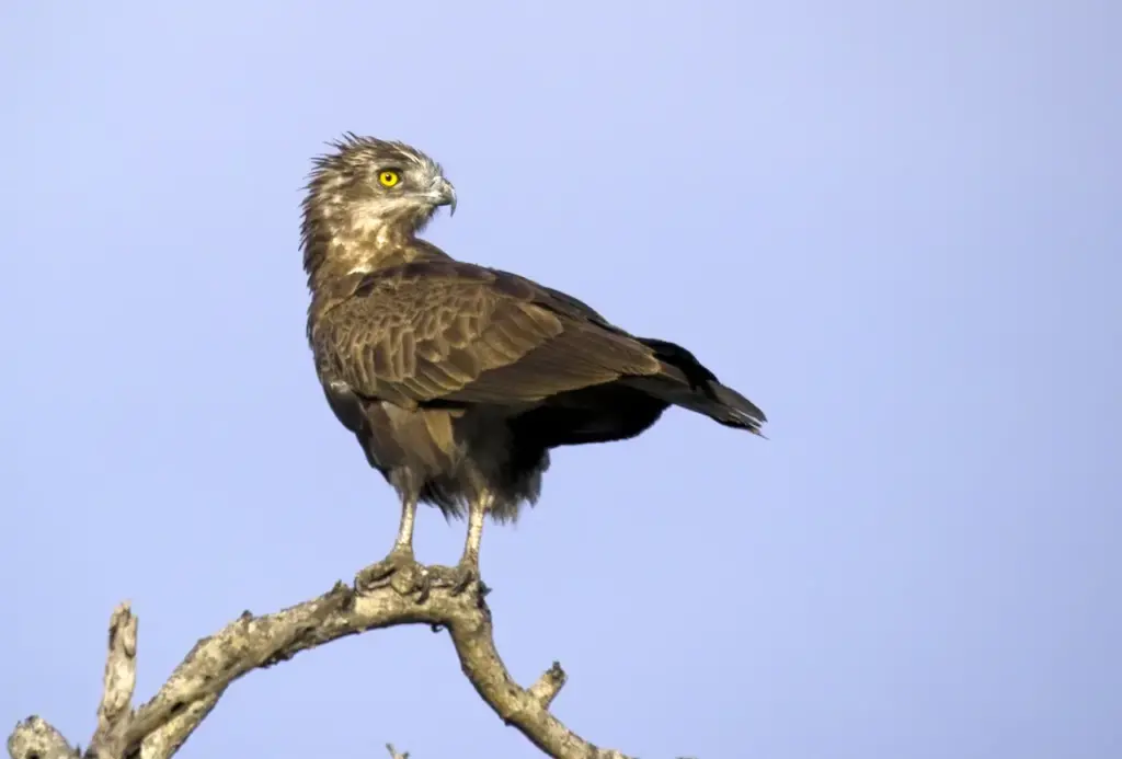 A Snake Eagles on Top of a Tree